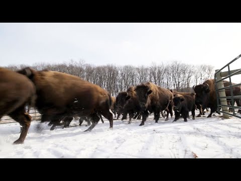 Bison, Elk, Venison Meat - Sampler Boxes